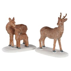 Deer Family