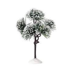 Mountain Pine