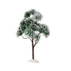 Mountain Pine