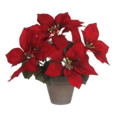 Poinsettia 27x35cm