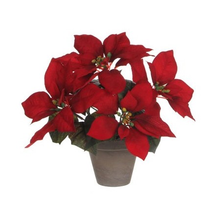 Poinsettia 27x35cm