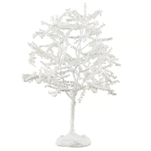 Black Walnut Tree
